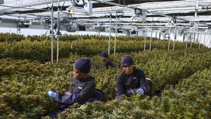 Travail sur les plants de cannabis dans une serre de la société Medigrow au Lesotho. (GUILLEM SARTORIO / AFP)