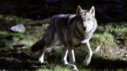 Un loup dans le parc du Mercantour, en 2012 (illustration). (VALERY HACHE / AFP)