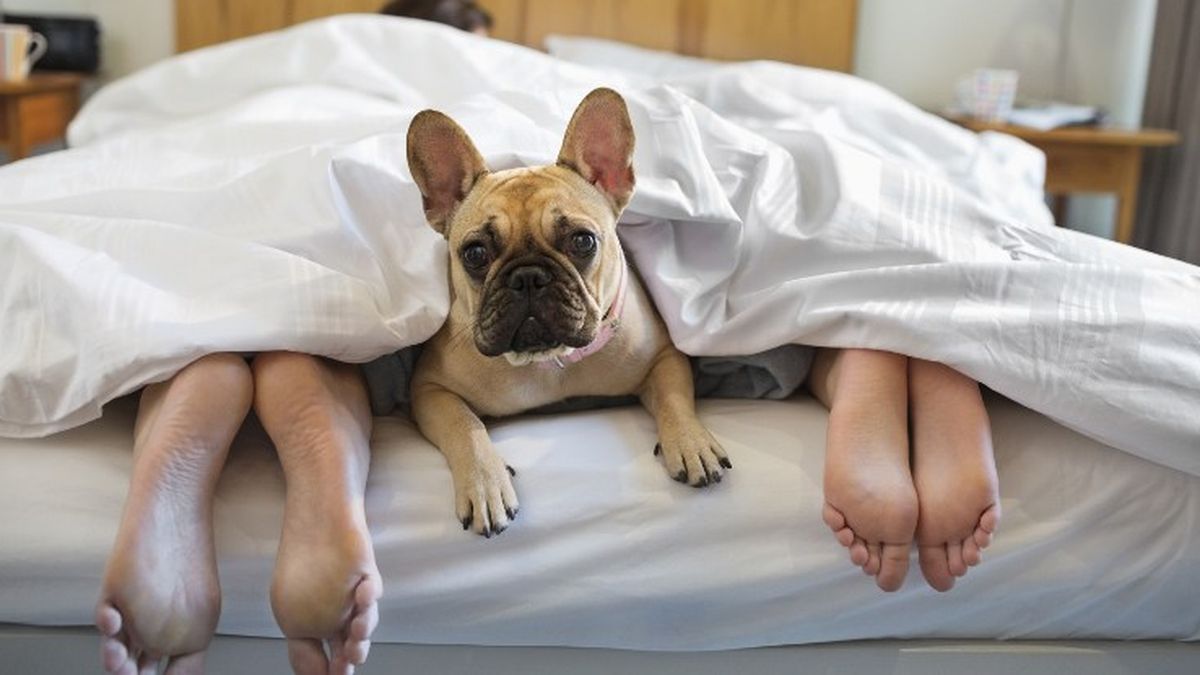 Journee Du Sommeil Pour Bien Dormir Dormez Seul Et Sans Chat Ni Chien