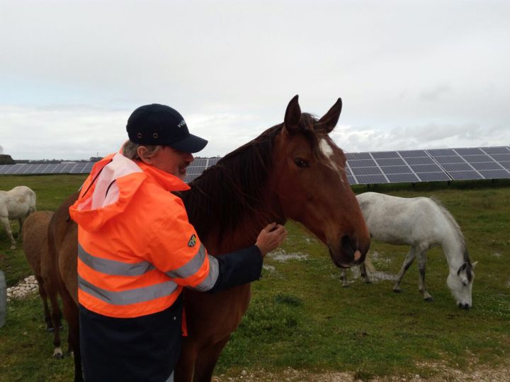 Centrale solaire de Coruche près de Lisbonne pour laquelle la coupe de l’herbe s’effectue par 25 chevaux, qui respectent parfaitement des installations (VOLTALIA)