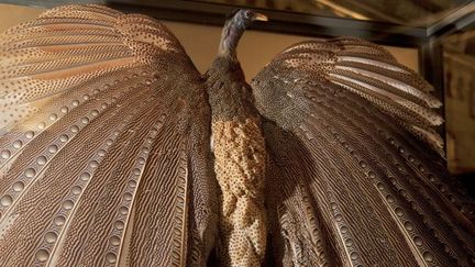 Le grand argus déploie son beau plumage
 (Sexual Nature / London&#039;s Natural History Museum)