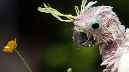 Un cacato&egrave;s soufr&eacute; &acirc;g&eacute; de trois mois &agrave; Marlow (Allemagne), le 30 mai 2013. (BERND WUSTNECK / DPA / AFP)