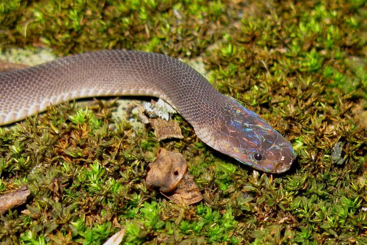 Un serpent acr-en-ciel, découvert au Laos. (ALEXANDRE TEYNIE / AFP)