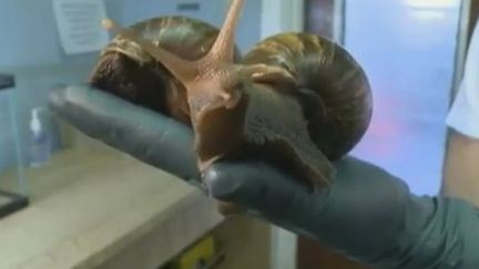 Escargots g&eacute;ants dans les rues de Miami (Floride) (EVN)