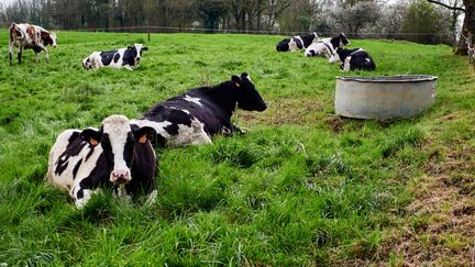 Des vaches dans un champs de Vendée. (Illustration).&nbsp; (MATHIEU THOMASSET / HANS LUCAS)