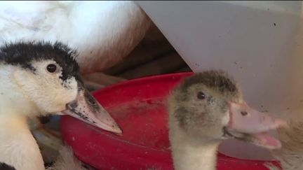 Grippe aviaire : confinement requis pour les volailles (Capture d'écran franceinfo)