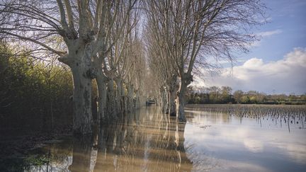 Le fleuve Hérault en crue après de fortes pluies à Saint-Thibéry (Hérault), le 10 mars 2024. (IDRISS BIGOU-GILLES / HANS LUCAS / AFP)