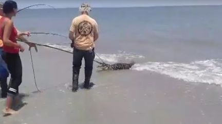 Un alligator a été capturé sur une plage des&nbsp;côtes de l'Etat de Géorgie, dans le sud-est des Etats-Unis, le 17 juin 2016. (TYBEE ISLAND FIRE DEPARTMENT / FACEBOOK)