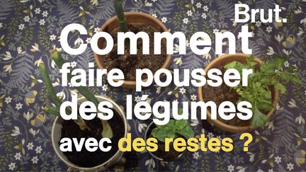 Faire pousser des légumes à partir de restes, c'est possible. Démonstration.