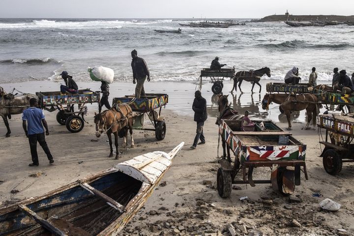 Chevaux et conducteurs attendent sur la plage l'arrivée des pêcheurs près de Dakar. (JOHN WESSELS / AFP)