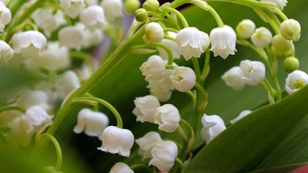 Muguet 2011 (AFP. P.Wojazer)