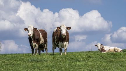 Lait : les producteurs au bord de la crise ?