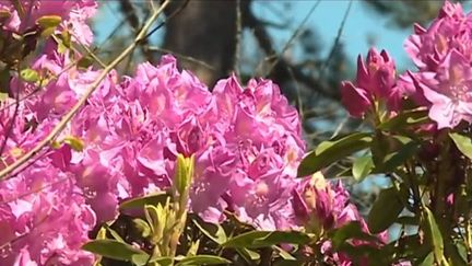 Un parc de la ville de Cherbourg, dans la Manche, abrite des milliers d'espèces uniques en France. (FRANCE 3)