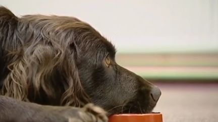 Chien. (France 2)