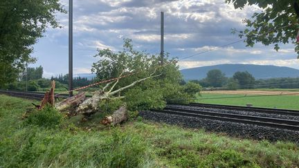 Un arbre tombé sur la voie ferrée à cause de l'orage à Meysse en Ardèche, le 12 juillet 2024. (LOUISE JOYEUX / RADIO FRANCE)