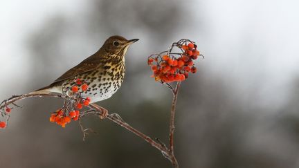 Une grive sur un sorbier, en juillet 2019. (EMILE BARBELETTE / BIOSPHOTO / AFP)