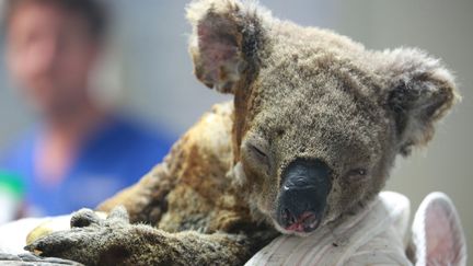 Un koala, blessé mais rescapé d'un feu de forêt, soigné à l'hôpital spécialisé de Port Macquarie, en Australie&nbsp; (MAXPPP)