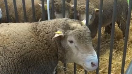 Salon de l'agriculture : un événement pour créer des vocations