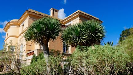 Au Jardin des Méditerranées, le Dracaena draco (dragonnier des Canaries) pousse en pleine terre.&nbsp; (ISABELLE MORAND / RADIO FRANCE)