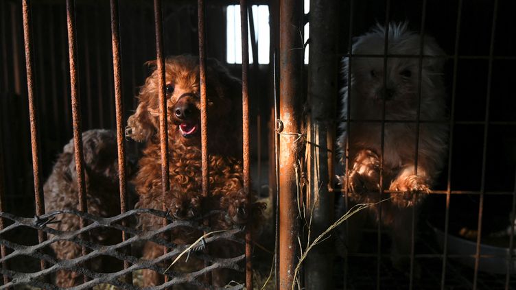 Vers la fin de la consommation de viande de chien en Corée du Sud