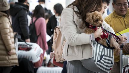 Le chien est sorti de sa cage, mal fermée, puis a actionné le bouton d'ouverture de la soute à bagages. Photo d'illustration.&nbsp; (RICHARD ATRERO DE GUZMAN / ANADOLU AGENCY / AFP)