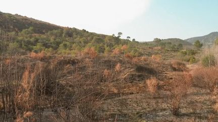 La Corse du Sud est sous le coup d'incendies lundi 25 février, et les départs de feu auraient pour origine l'écobuage, une pratique en question. (CAPTURE D'ÉCRAN FRANCE 3)