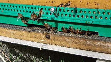 Les abeilles sont des maillons indispensables à la biodiversité. (VALÉRIE MENUT / RADIO FRANCE)