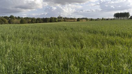 To benefit from European aid, farmers are required to keep 4% of their agricultural land fallow or non-productive areas (illustrative photo).  (CHRISTIAN WATIER / MAXPPP)