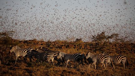 Pour endiguer la deuxième vague de 2021, les autorités ont déployé des moyens supplémentaires. "Au Kenya, la FAO s’est associée à la société 51 Degrees, spécialisée dans la gestion des réserves protégées, qui a réorganisé son logiciel servant à repérer le braconnage, les animaux sauvages blessés ou l’exploitation forestière illégale, pour y ajouter les essaims de criquets. Une ligne directe a également été installée pour recevoir les appels des chefs de village ou des 3 000 éclaireurs formés présents sur le terrain. Les informations sur la taille des essaims et leurs itinéraires sont partagés avec les gouvernements et les organisations luttant contre ces nuisibles", déclare "Le Monde".&nbsp; &nbsp; &nbsp; &nbsp; (BAZ RATNER / REUTERS)