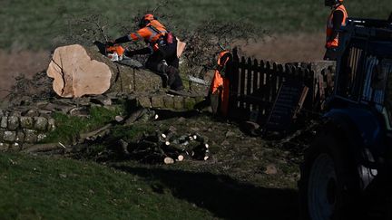 Un ouvrier utilise une tronçonneuse pour couper le Sycamore Gap, avant que le tronc de l'arbre ne soit enlevé plus tard dans la journée, le long du mur d'Hadrien près de Hexham, dans le nord de l'Angleterre, le 12 octobre 2023. Le célèbre arbre a été abattu lors d'un acte de vandalisme en septembre. (OLI SCARFF / AFP)