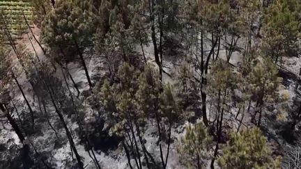 Var : 600 hectares de forêt détruits dans le premier gros incendie de l'année (france 2)