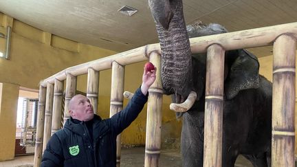 Kyrylo Trantin, directeur du zoo de Kiev,&nbsp;avec l'éléphant du zoo le 11 mars 2022. (BORIS LOUMAGNE / RADIO FRANCE)