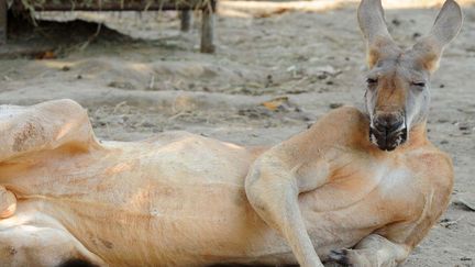 Un kangourou du zoo de Suzhou (Chine) o&ugrave; la vie semble &ecirc;tre fort difficile, le 4 octobre 2012. (QUIRKY CHINA NEWS / REX / SIPA)