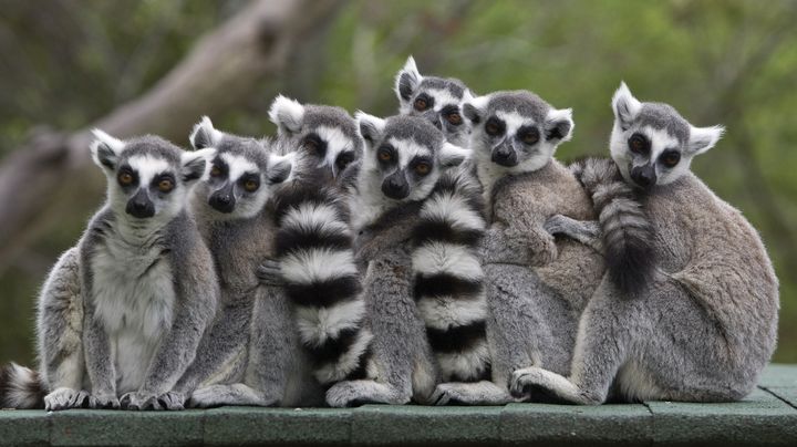 Des L&eacute;muriens en captivit&eacute; au zoo d'Ha&iuml;fa en Isra&euml;l en mars 2012. (© BAZ RATNER / REUTERS / X02483)