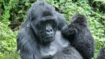 Le Fonds Dian Fossey, organisme de bienfaisance pour la protection des gorilles de montagne qui s'inquiétait de voir la croissance de la population ralentir, a mené il y a dix ans une étude sur une zone spécifique du parc : elle a notamment conclu à une multiplication par cinq du nombre d'"infanticides". "Les infanticides sont un grand problème car ils ont un immense impact à la baisse sur la progression de la population", déplore Felix Ndagijimana, directeur de la fondation au Rwanda.&nbsp; &nbsp; (SIMON MAINA / AFP)