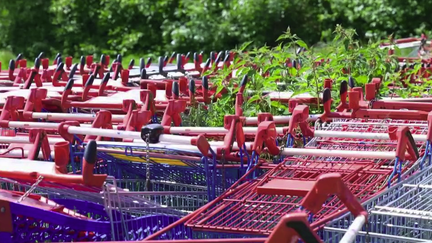 Des centaines de chariots de supermarché sont abandonnés dans la nature à Hérouville-Saint-Clair, dans le Calvados. La mairie en a récupéré près de 600 en six mois et menace de facturer l’enseigne responsable pour le désagrément.