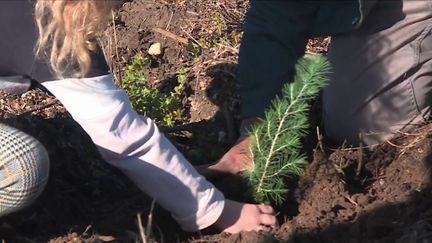 Des flammes ont dévasté plusieurs centaines d’hectares dans le Gard en 2019. Générac a pris la décision de replanter son bois, avec l’aide des élèves de la commune. (France 3)