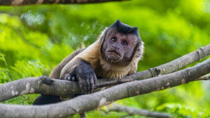 Un singe dans le camp de Sinop (Brésil), le 17 décembre 2021. (MICHAEL RUNKEL / ROBERT HARDING RF / AFP)