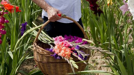 &nbsp; (Binez et sarclez régulièrement autour des pieds de glaïeul © Fotolia)