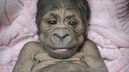 &Acirc;g&eacute; de seulement quelques heures, ce b&eacute;b&eacute; gorille n&eacute; au zoo d'Oklahoma City (Etats-Unis) pose devant son v&eacute;t&eacute;rinaire, le 16 ao&ucirc;t 2014. (DR. JENNIFER DIAGOSTINO / AP / SIPA)