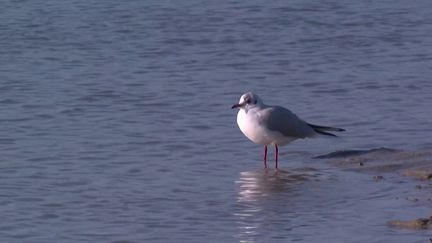 La rédaction de France 3 part à la découverte de la baie de Canche près du Touquet (Pas-de-Calais). La baie de Canche est un site naturel remarquable, 200 espèces d'oiseaux y vivent. (FRANCE 3)