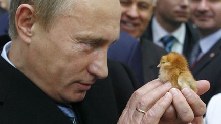 Poutine, l'homme qui tentait d'hypnotiser les poussins. (RIA NOVOSTI / REUTERS)