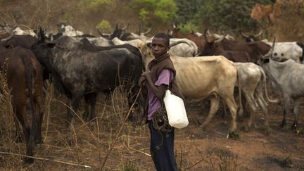 Eleveur peul en Centrafrique. Ces éleveurs sont en rivalité avec les cultivateurs pour les pâturages et l'eau.  (Siegfried Modola/reuters)