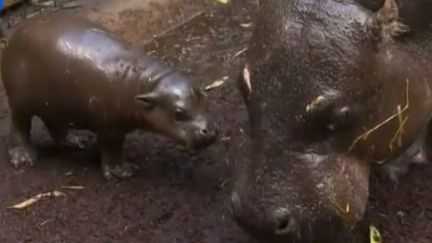 Le zoo de Melbourne (Australie) a pr&eacute;sent&eacute;, dimanche 7 juin 2015, un b&eacute;b&eacute; hippopotame pygm&eacute;e, n&eacute; quinze jours auparavant. (REUTERS / FRANCETV INFO)