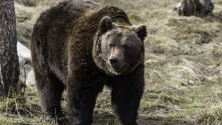 Un ours brun dans les Pyrénées, le 28 mars 2015.&nbsp; (FRANCK FOUQUET / BIOSPHOTO / AFP)