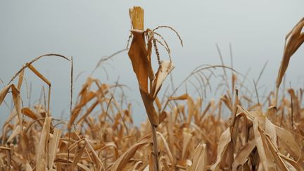 Un champ de maïs détruit par la sécheresse, le 23 septembre 2019, à Tournon-Saint-Pierre (Indre-et-Loire).&nbsp; (GUILLAUME SOUVANT / AFP)