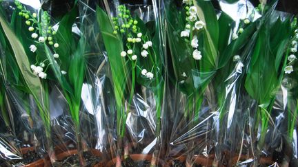 Des bouquets de muguet pr&eacute;par&eacute;s pour la f&ecirc;te du travail, le 1er mai 2012, dans une serre pr&egrave;s de Nantes (Loire-Atlantique). (ANTOINE LORGNIER / AFP)