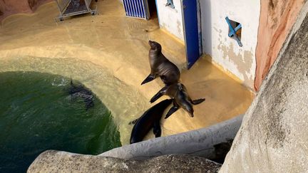 Les otaries dans le Delphinarium du parc Astérix dans l'Oise. (VICTORIA KOUSSA / RADIOFRANCE)