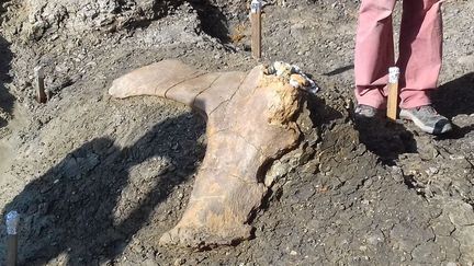 L'os du bassin du dinosaure retrouvé sur le site d'Angeac-Charente.&nbsp; (PIERRE MARSAT / FRANCE BLEU LA ROCHELLE)