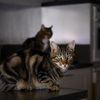 Des chats dans une cuisine. (ERIC GUILLORET / BIOSPHOTO / AFP PHOTO)